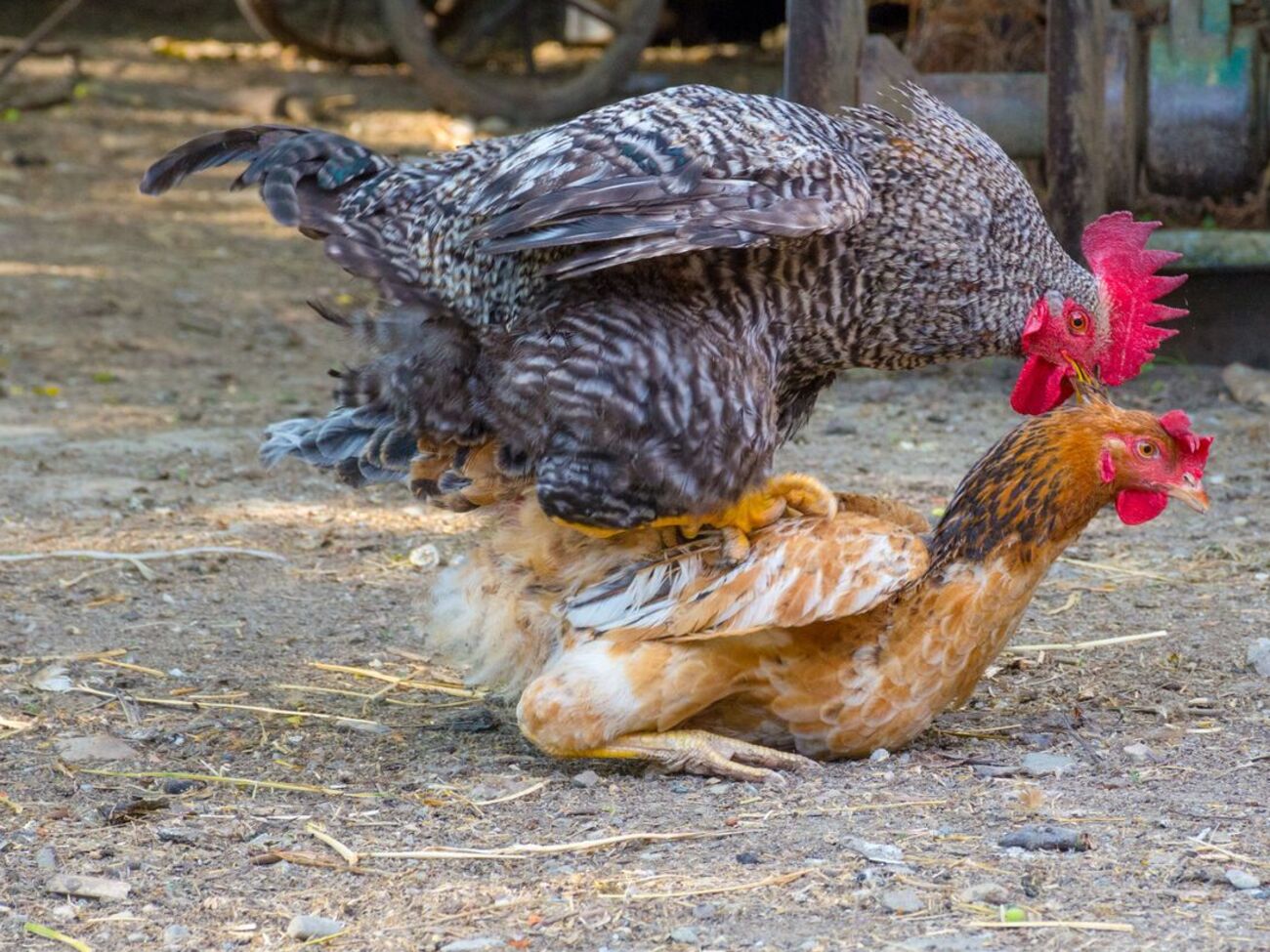 Если в курятнике есть петух, то курицы выглядят ощипанными