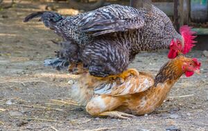 Если в курятнике есть петух, то курицы выглядят ощипанными