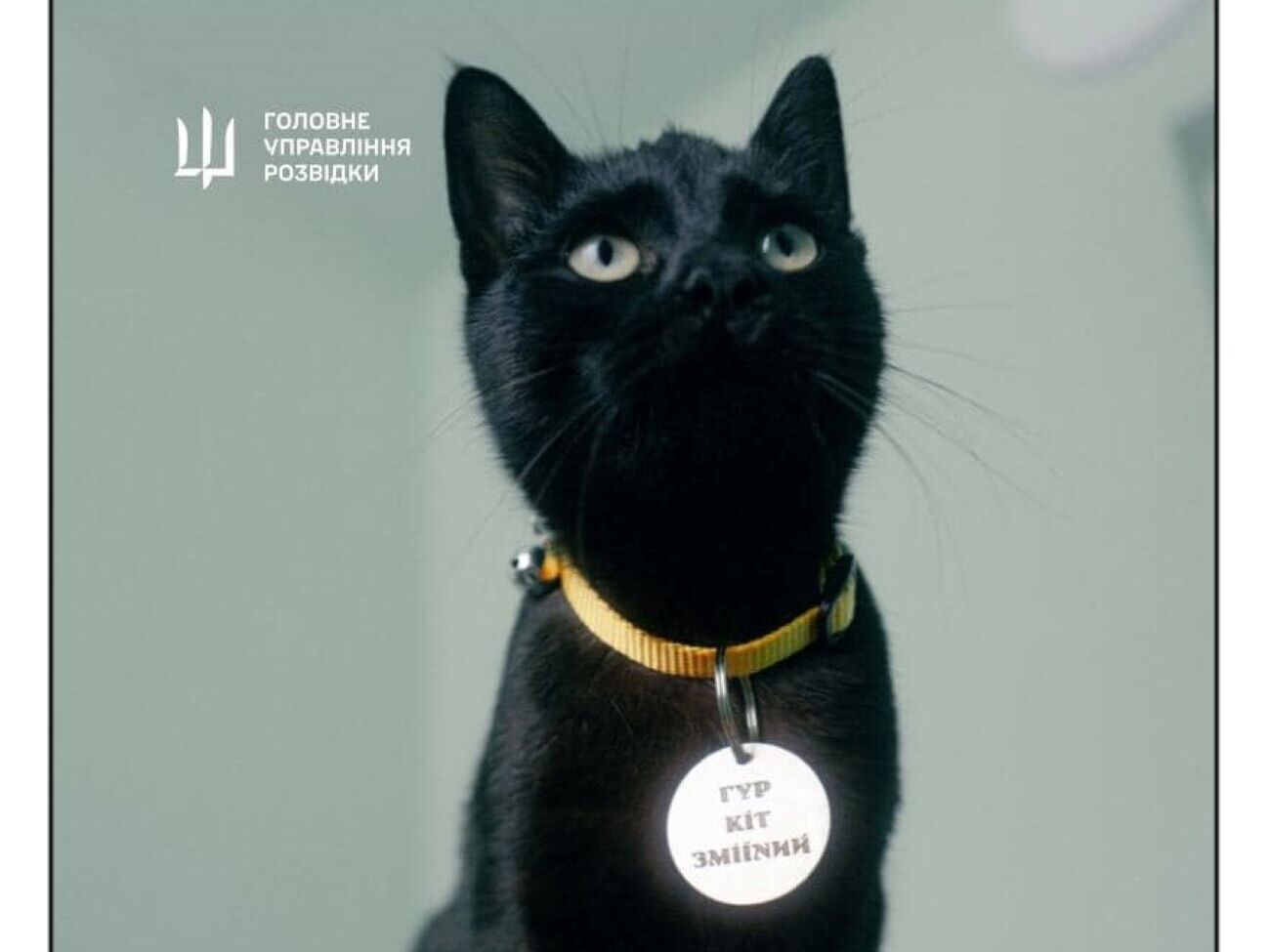 Після адаптації тварин може прихистити кожен охочий