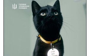 После адаптации животных может приютить каждый желающий