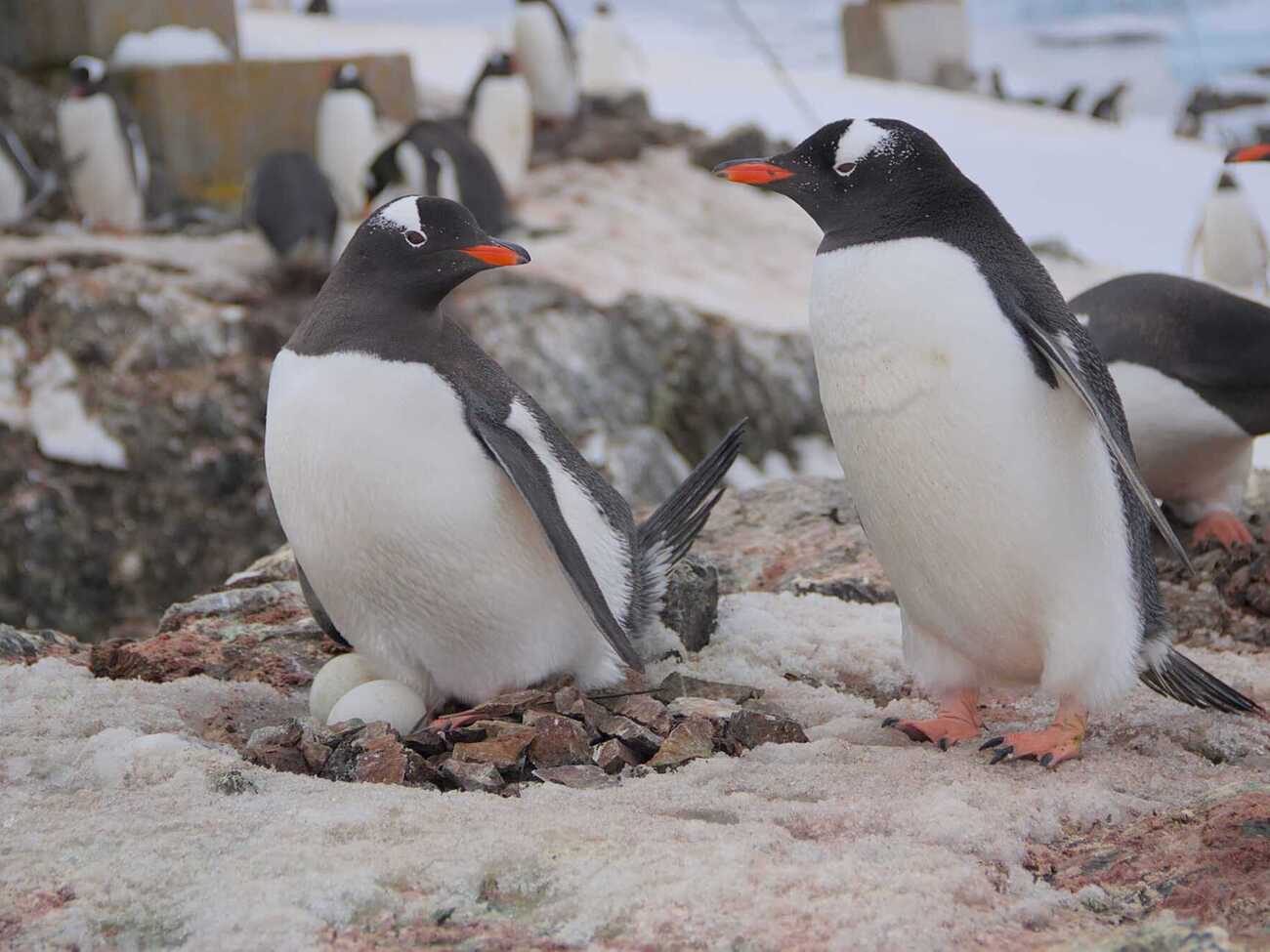 Пингвины высиживают яйца возле "Вернадского"