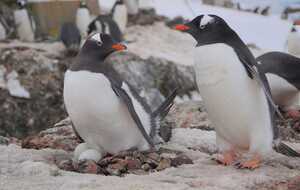 Пингвины высиживают яйца возле "Вернадского"