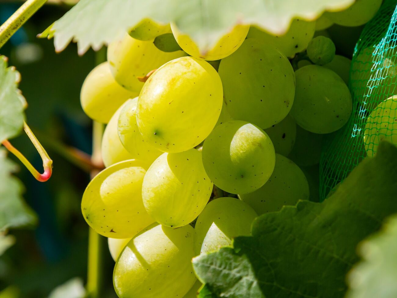 Перед укриванням винограду варто дати йому можливість загартуватися