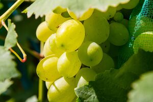 Перед укриванням винограду варто дати йому можливість загартуватися