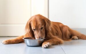 Процесс перехода должен занимать 7–10 дней, иногда дольше