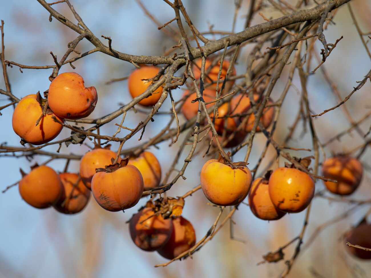 Деякі види хурми ростуть в Україні