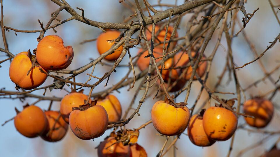 Некоторые виды хурмы растут в Украине