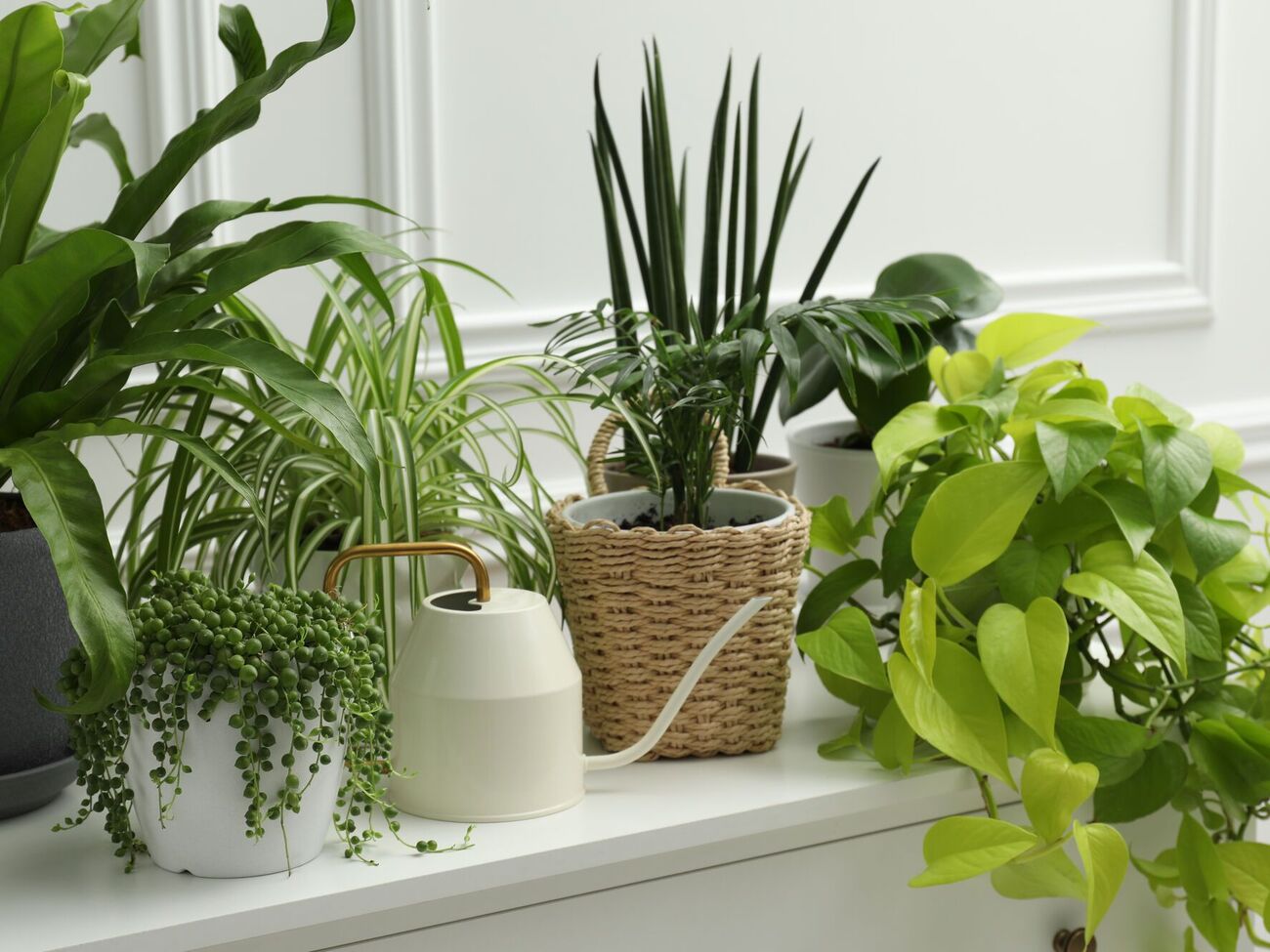 Из лаврового листа можно сделать полезное удобрение