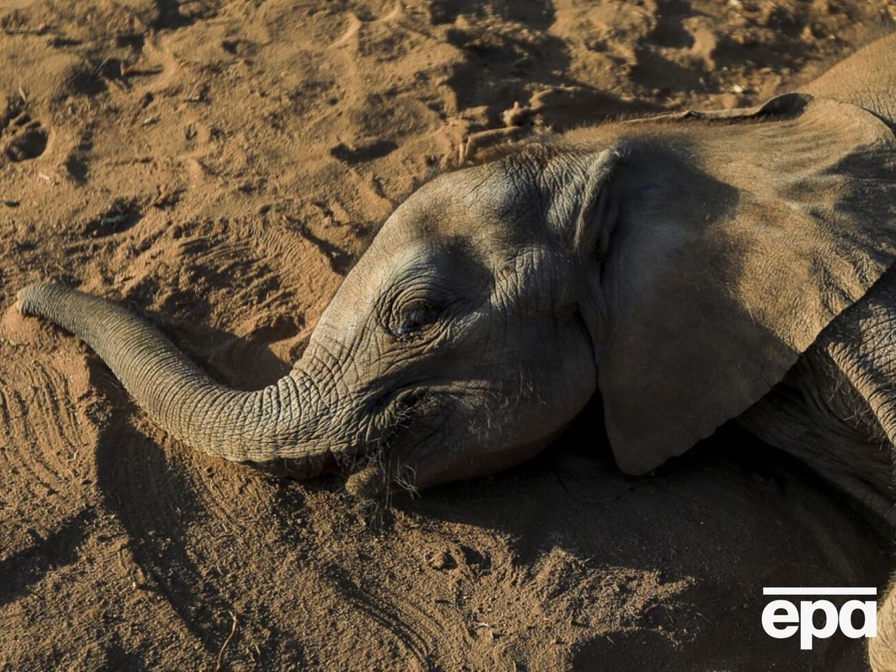 По данным ученых, воду отравляло цветение сине-зеленых водорослей, или цианобактерий, к чему мог привести климатический кризис