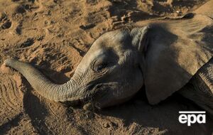 По данным ученых, воду отравляло цветение сине-зеленых водорослей, или цианобактерий, к чему мог привести климатический кризис
