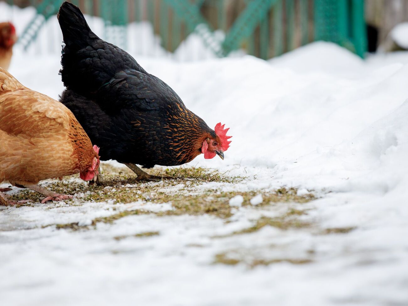 Сокращение светового дня зимой влияет на птицу, которая не имеет выгула