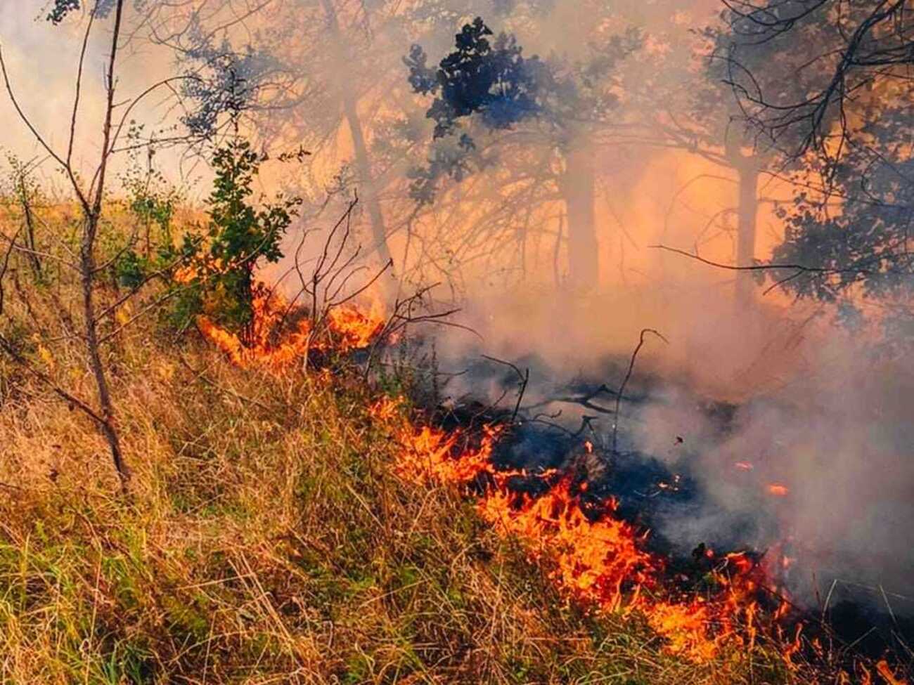 На набережній Оболоні горіли дерева