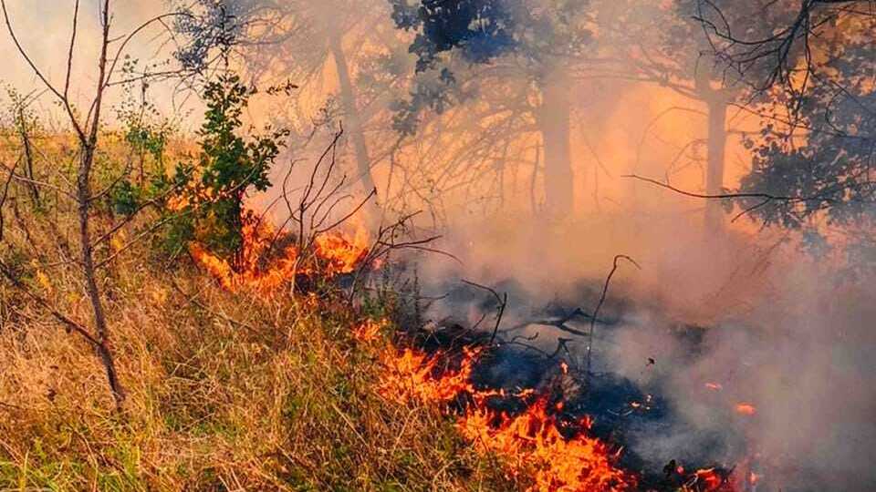 На набережній Оболоні горіли дерева