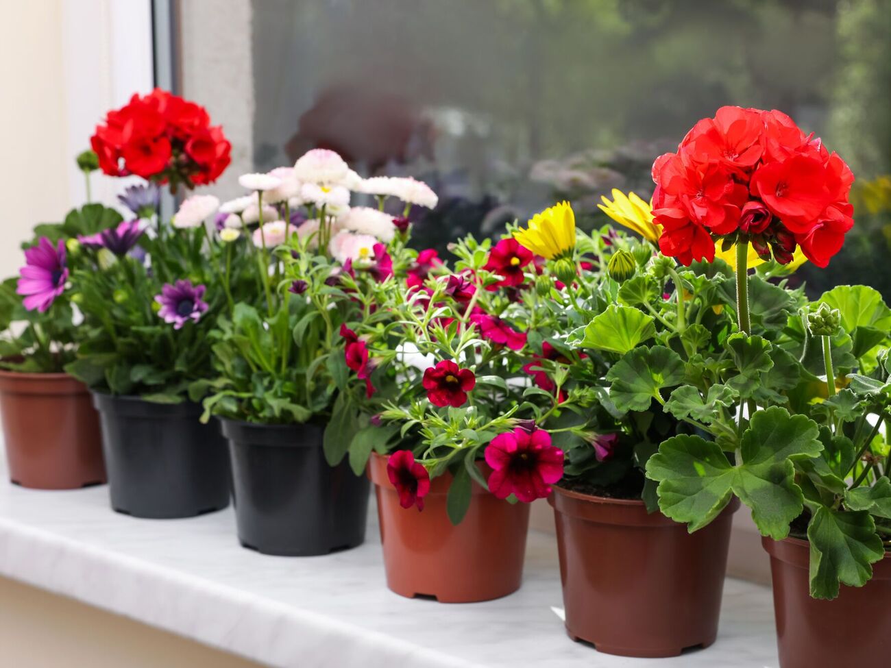 Переизбыток лимонной кислоты может навредить растениям