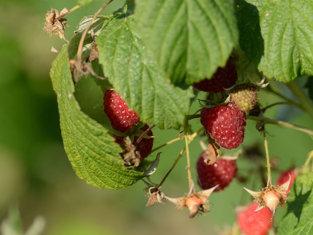 Малину не стоит высаживать возле крупных растений