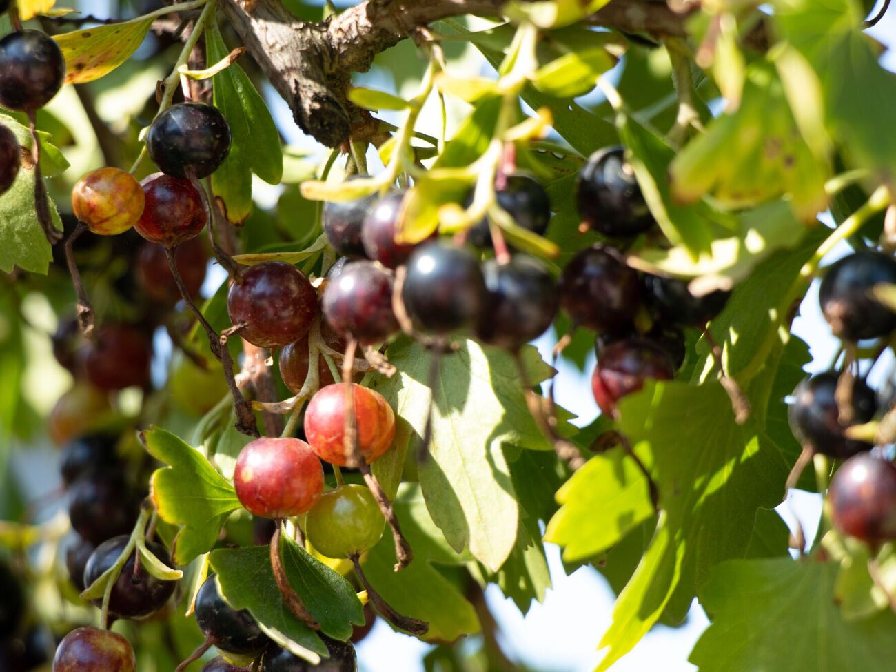Смородина в ноябре требует особый полив