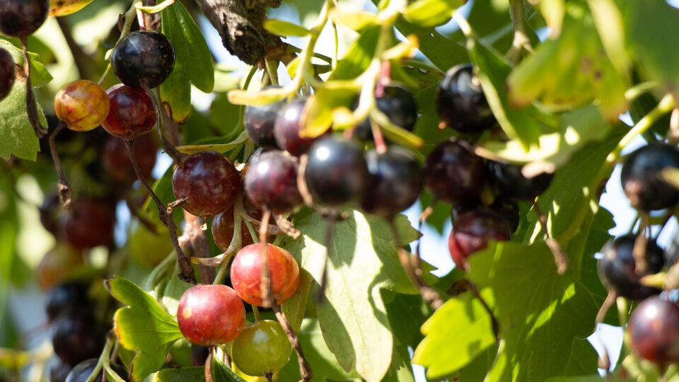 Смородина в листопаді потребує особливого поливу