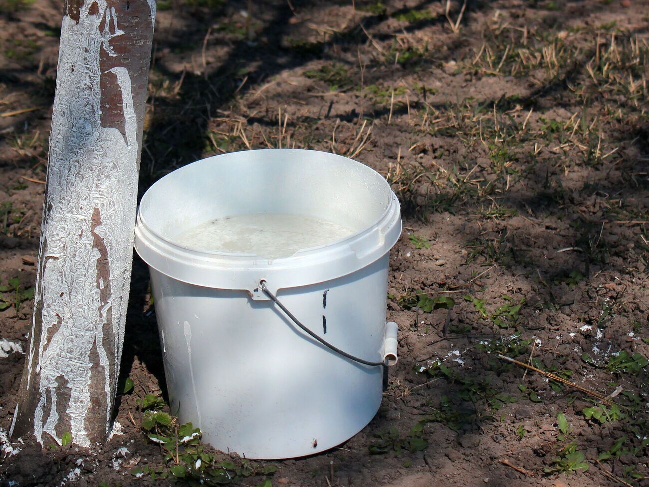 Для приготовления 5 л раствора понадобится примерно 5 кг извести