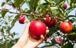 Яблони нужно успеть полить до наступления холодов