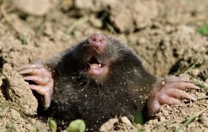 Кроты обладают чувствительным обонянием