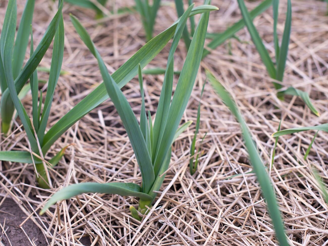 Озимый чеснок нужно удобрить до наступления морозов