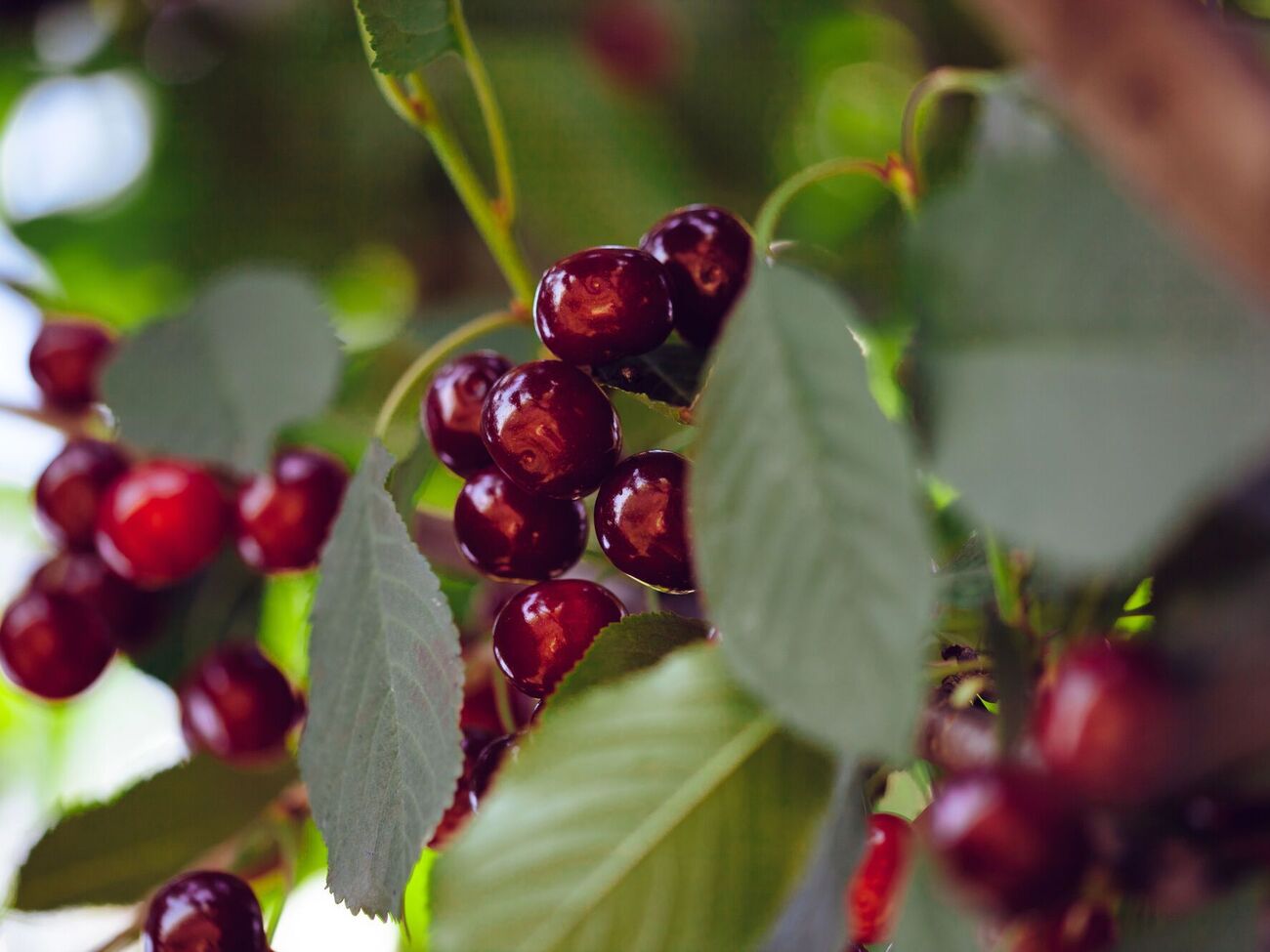 Рядом с вишней лучше не высаживать смородину или малину