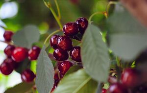 Рядом с вишней лучше не высаживать смородину или малину
