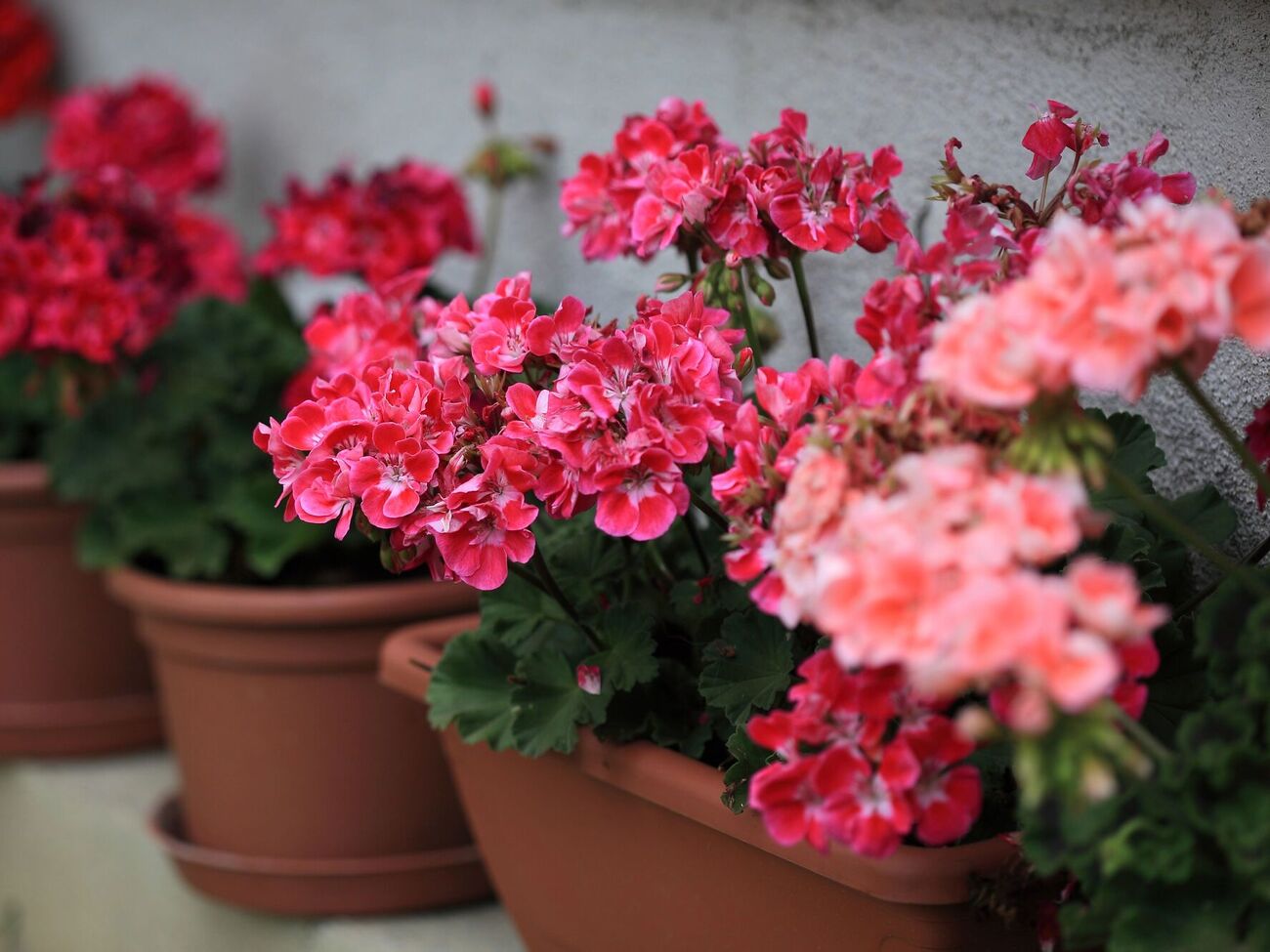 Поливать герань приготовленным настоем можно не чаще трех раз в год