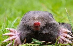 От крота можно избавиться экологичным способом