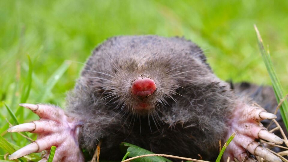 От крота можно избавиться экологичным способом