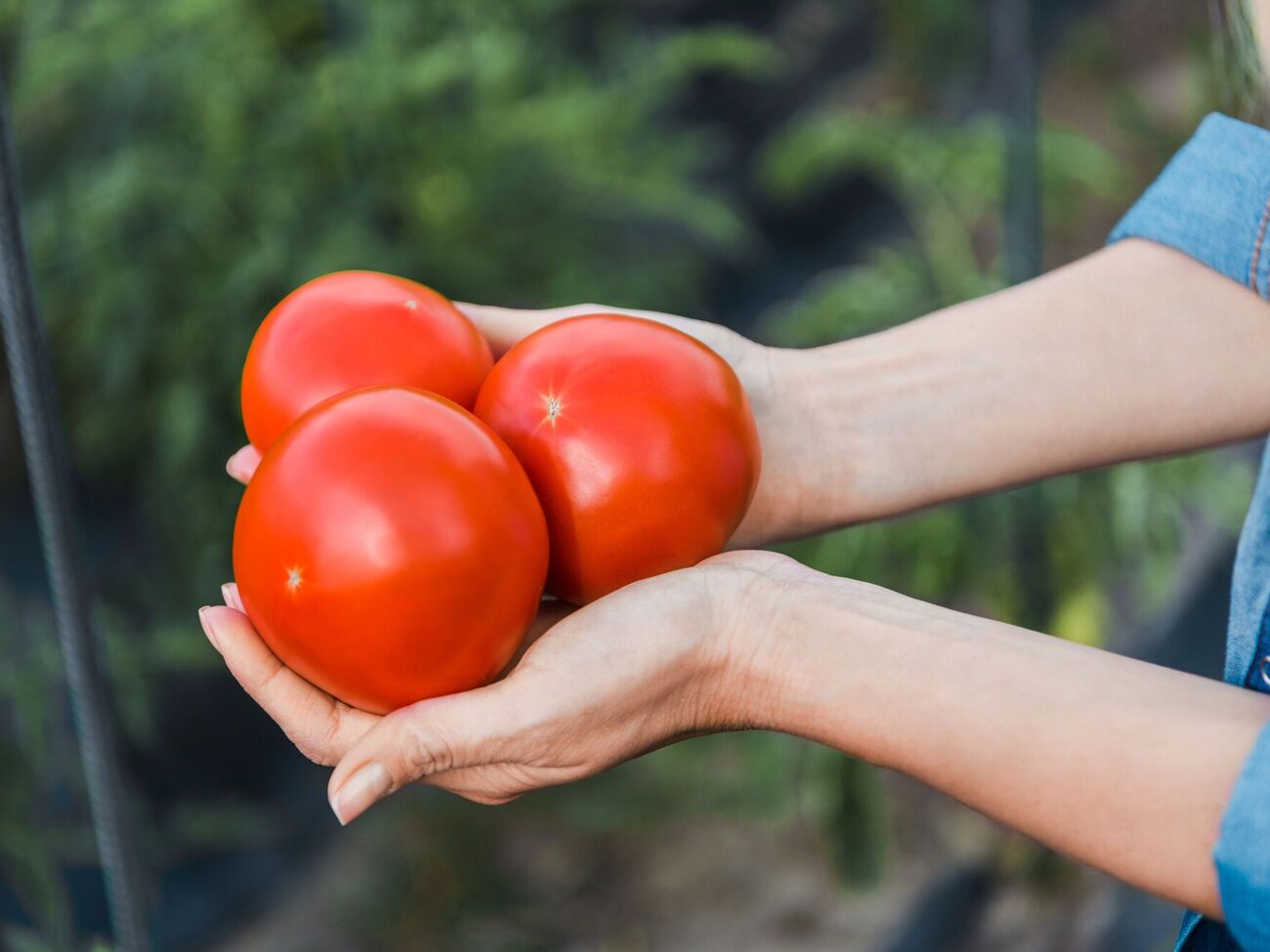 Для посадки нужно выбирать сортовые томаты