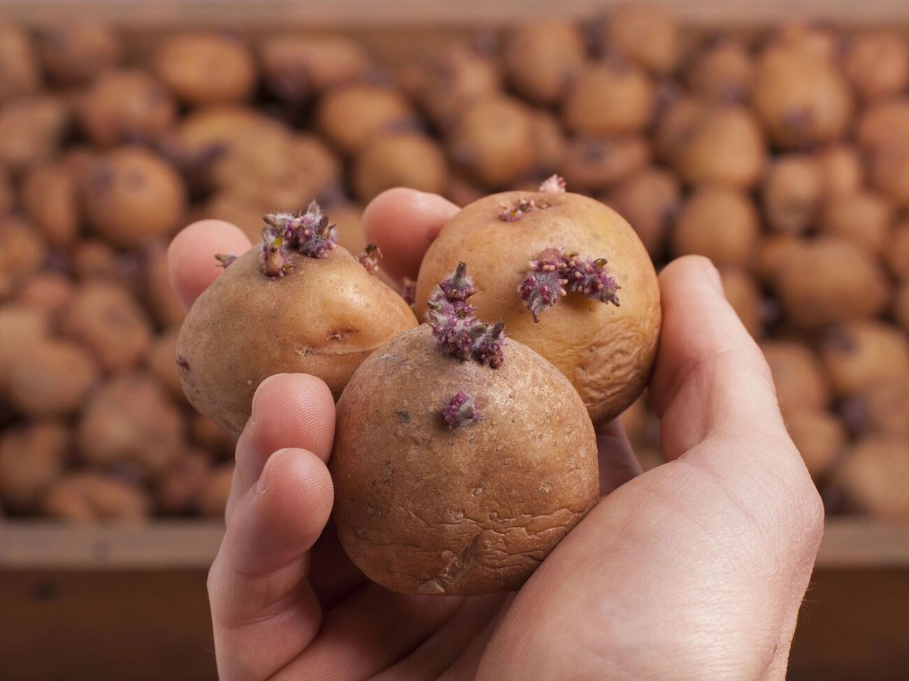 Для защиты картофеля от прорастания можно использовать листья рябины, а также сосновые или еловые ветви