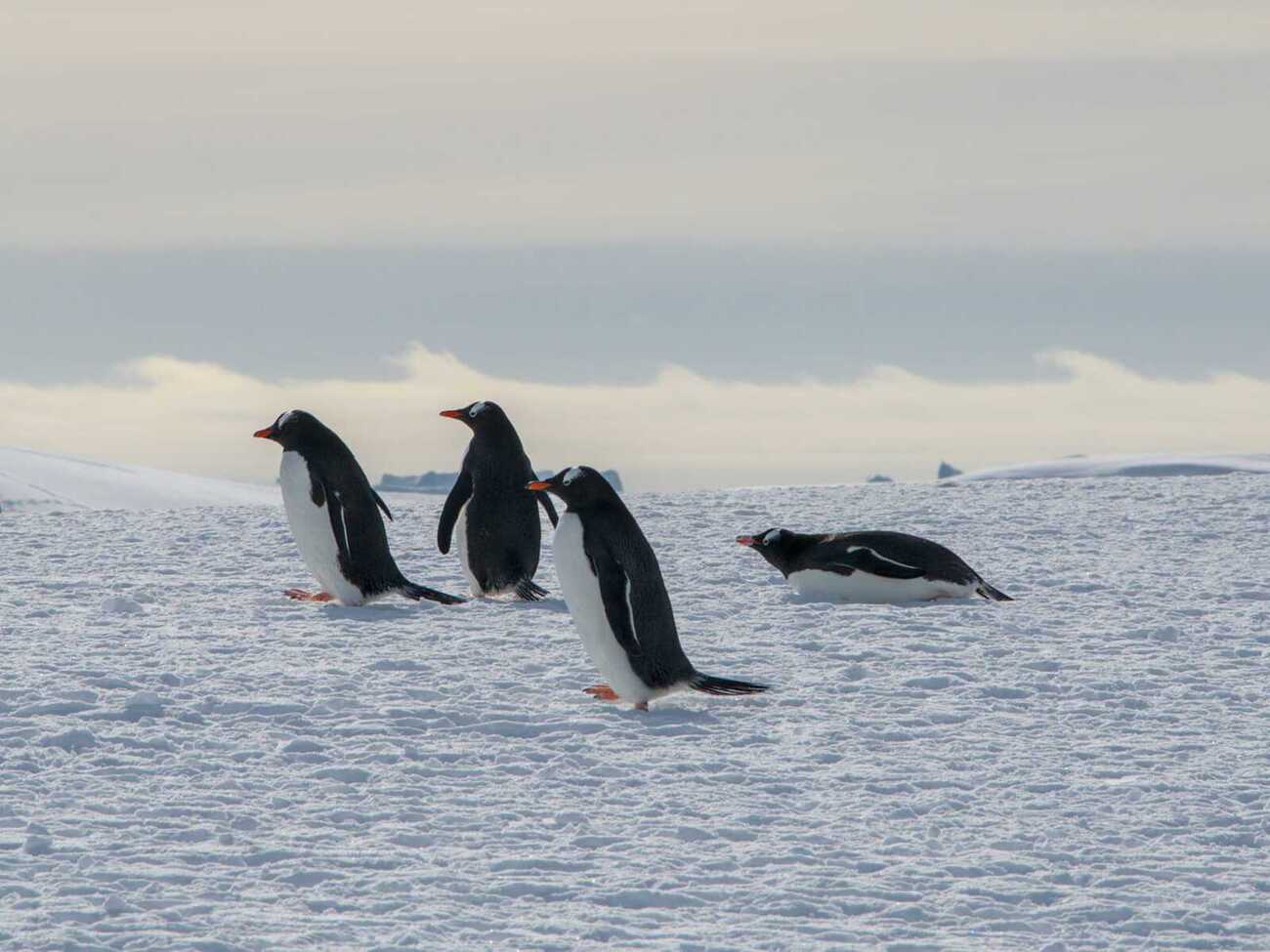 В конце октября – начале ноября у пингвинов начинается период гнездования