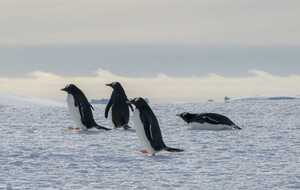 В конце октября – начале ноября у пингвинов начинается период гнездования