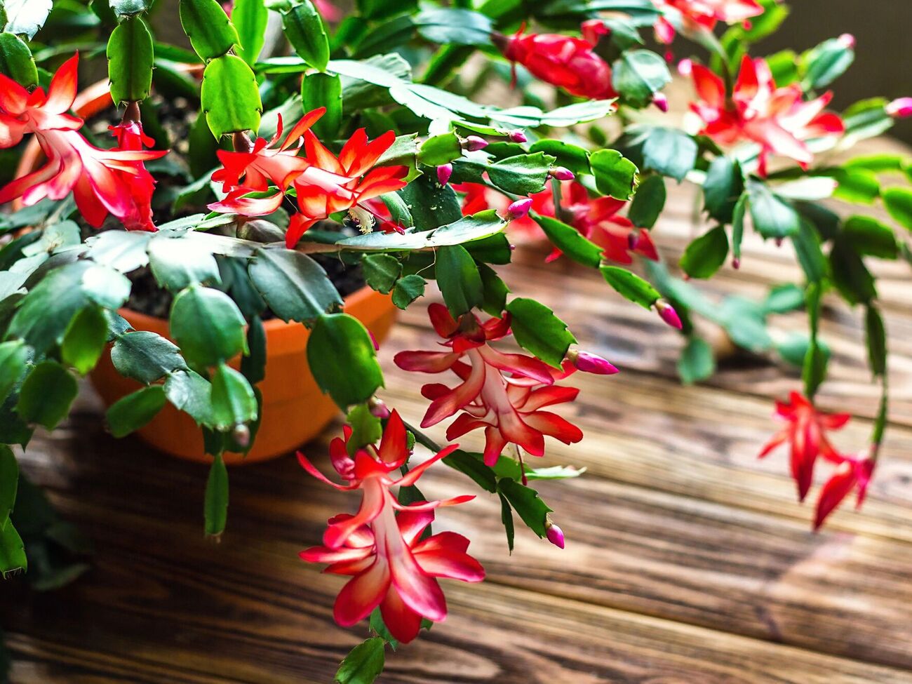 Декабрист погано реагує на яскраве освітлення