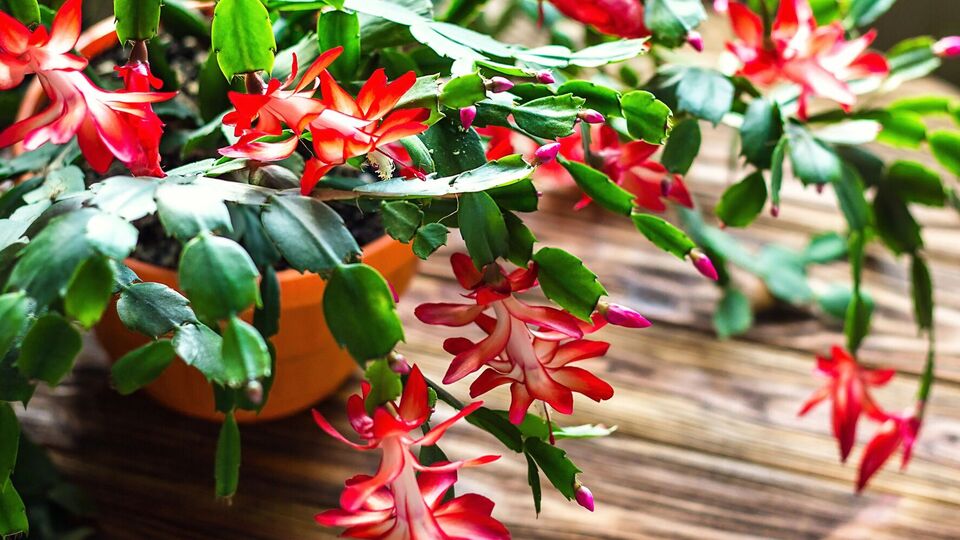 Декабрист погано реагує на яскраве освітлення