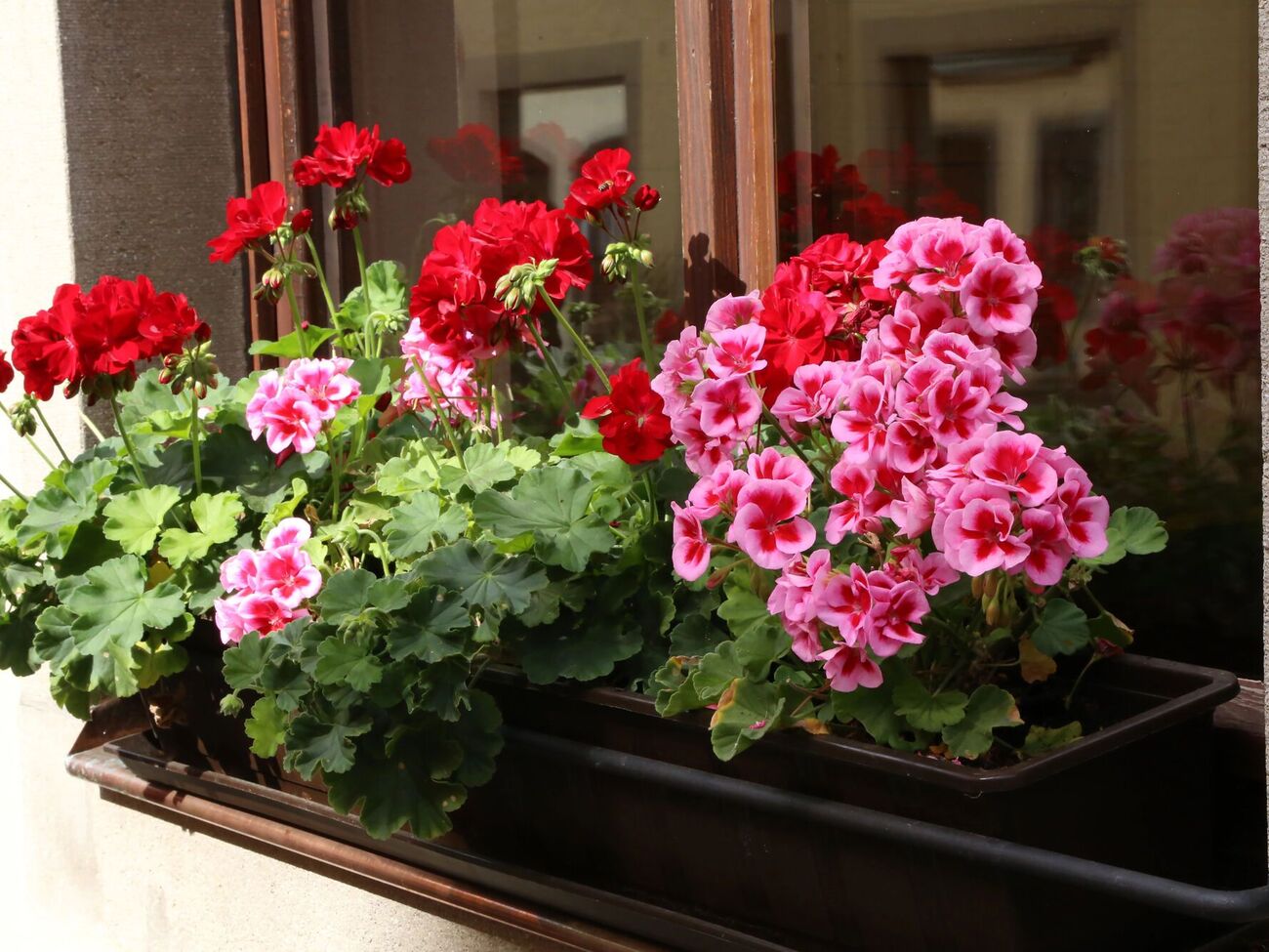 В зимний период полив герани следует уменьшить