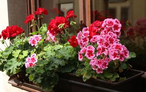 В зимний период полив герани следует уменьшить