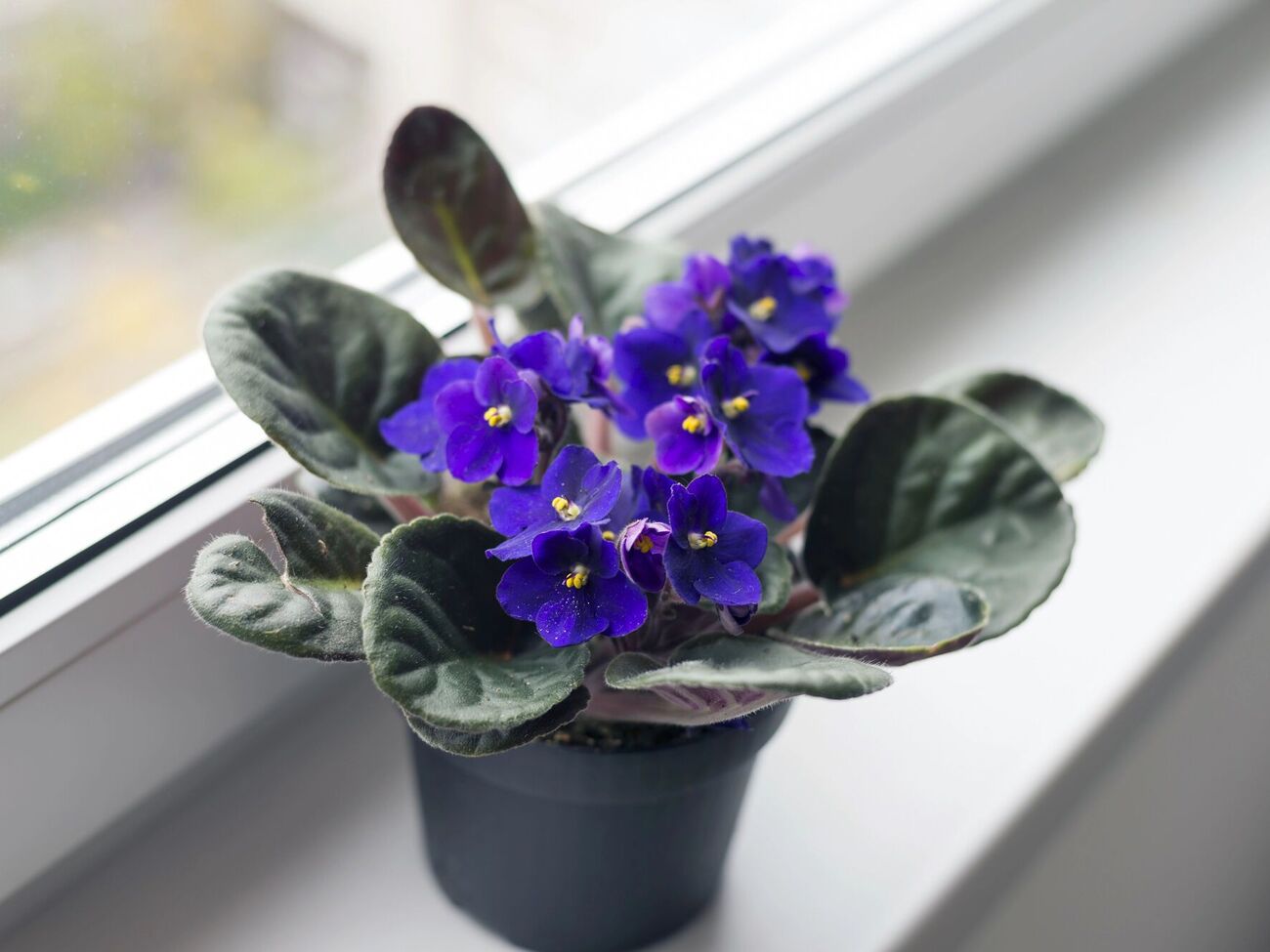 Подкормка из кефира обеспечит растение всеми необходимыми питательными элементами