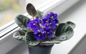 Подкормка из кефира обеспечит растение всеми необходимыми питательными элементами