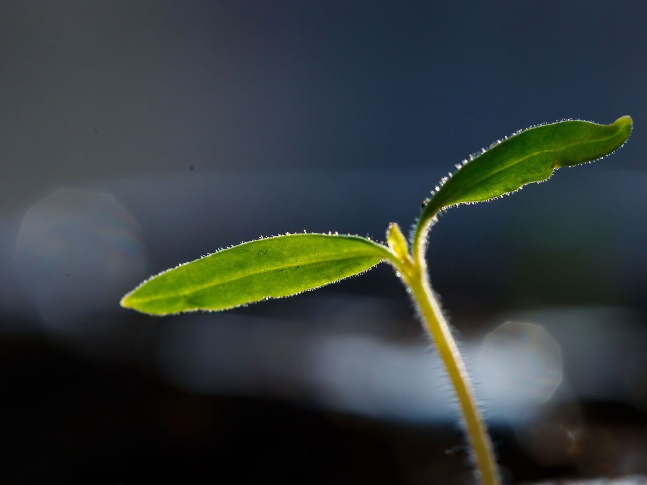 Для прорастания семян требуется высокая температура