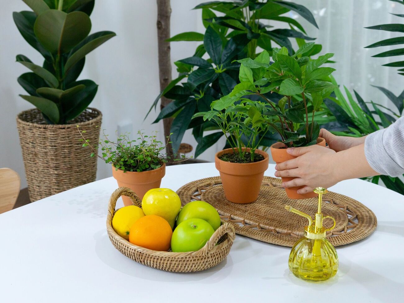 Лавровое дерево обладает антибактериальными свойствами