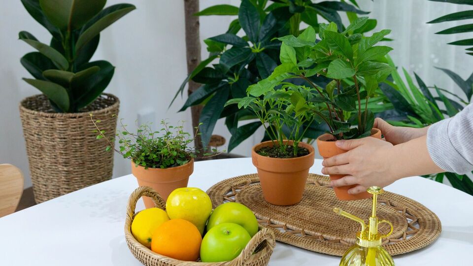 Лаврове дерево має антибактеріальні властивості