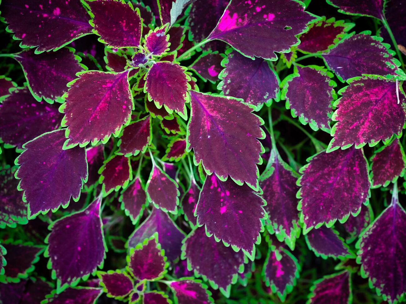 Самый легкий способ черенкования колеусов – в воде