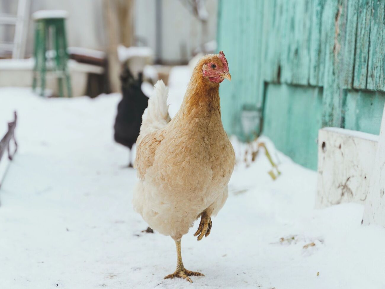 Куры должны получать достаточно микроэлементов