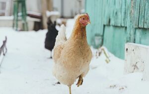 Куры должны получать достаточно микроэлементов