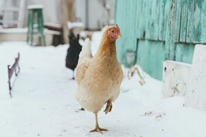 Куры должны получать достаточно микроэлементов