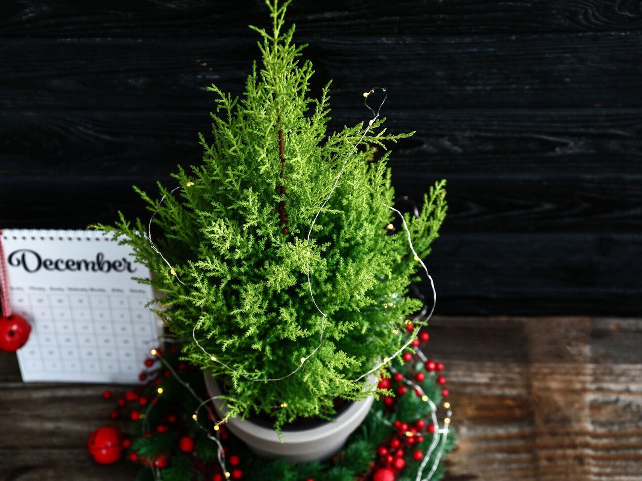 Новогоднюю елку в горшке нельзя подкармливать удобрениями
