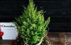 Новогоднюю елку в горшке нельзя подкармливать удобрениями