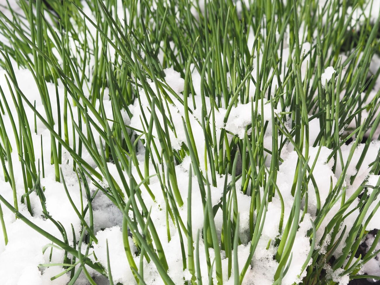 Проросшее растение прежде всего следует оценить визуально